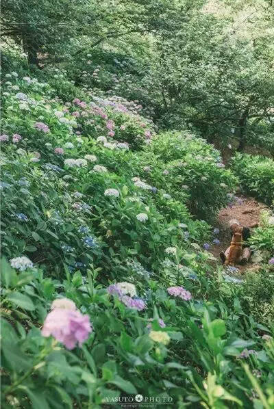 樱花树下85岁奶奶和柴犬一张照片，奶奶，陪你拍遍最美的花海！