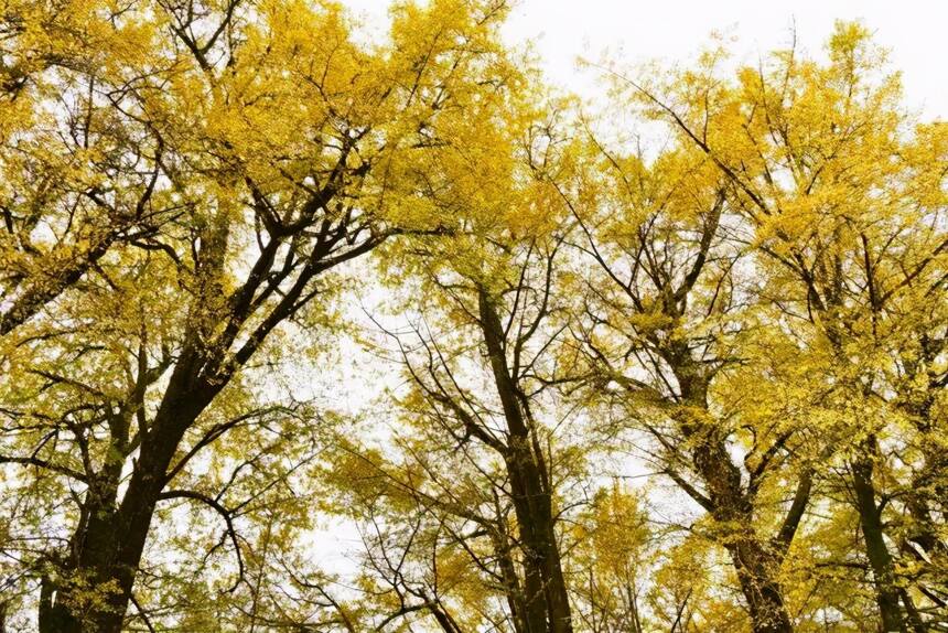 蒙顶赏秋：换一袭金色霓裳羽衣，续写秋天的童话
