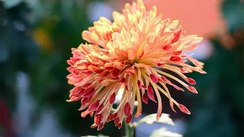 秋日赏菊，30幅菊花图，美到心醉！