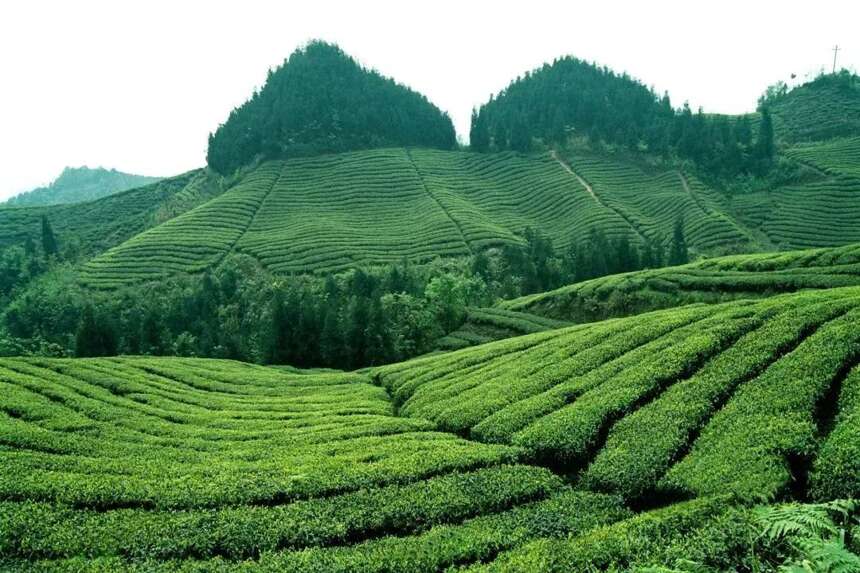 1951-1987 ▎四川从川红工夫红茶到红茶产业的崛起