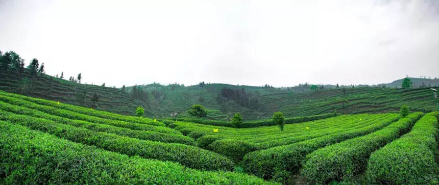 早春时节，与蔡澜论道，入川寻一杯上品绿茶