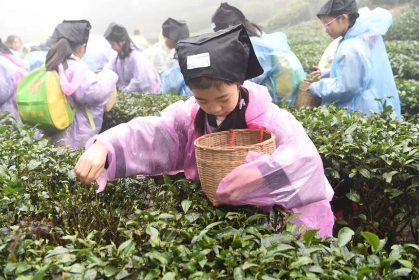 茶旅世界 | 500多名小朋友齐聚蒙顶山，到底干个啥？