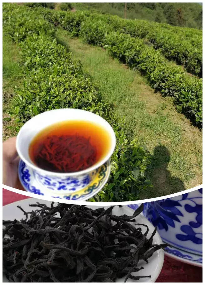 四川高山云雾，稀有有机手工红茶，川红世家蒋世祖的制茶人生