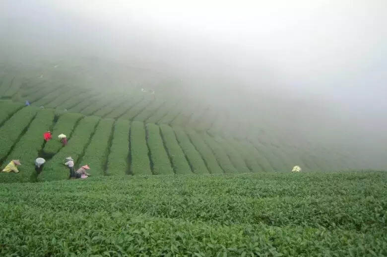世界茶产业大观13：多元、多样的台湾茶产业