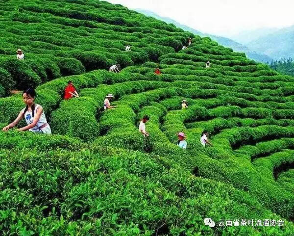 2018年度云南茶产业发展报告
