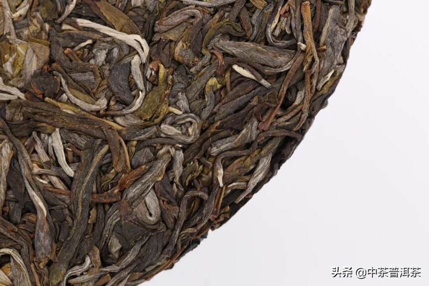 2020中茶倚邦古树：历史博物馆收藏，揽遍众茶，钟情于你