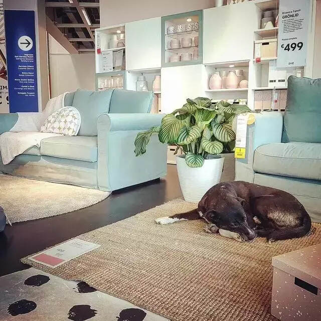 逛宜家时，看到有流浪狗睡在地毯上，而店员的说法真的超暖！