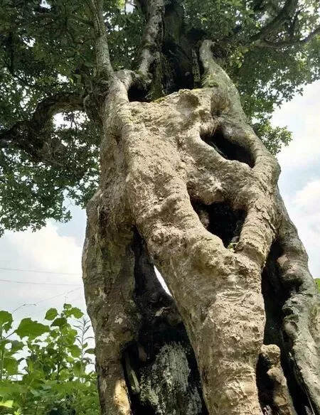江油有一株350年树龄的老鹰茶树，栽于康熙年间