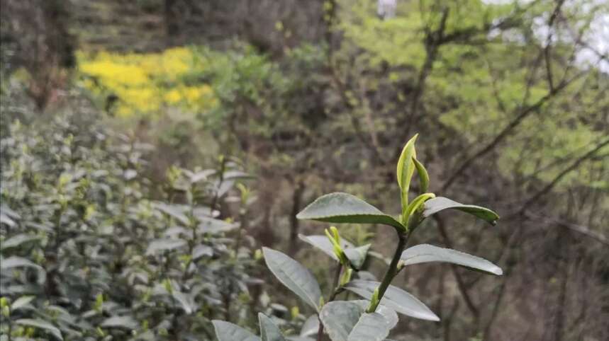 雅安黄茶——温暖的黄，温情的茶