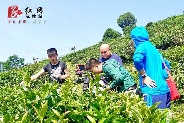 八月茗香 碣滩茶荣登央视13个频道
