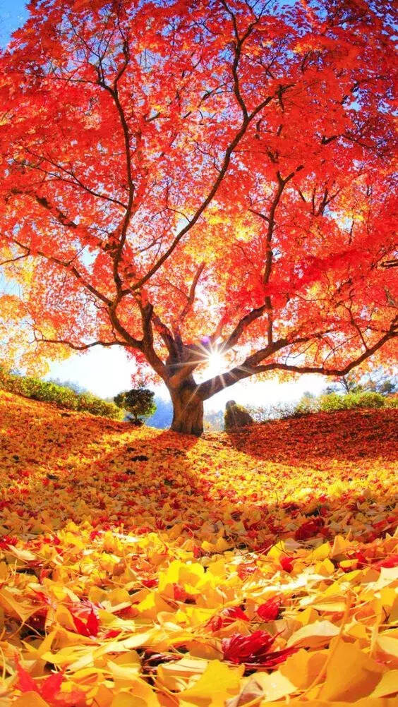 收获的秋——祝君一天好心情！