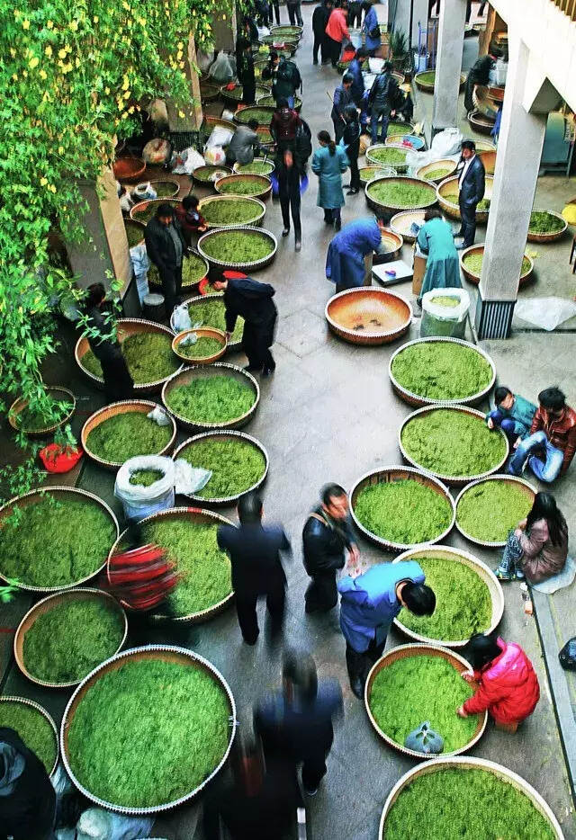 新昌模式：中国茶业可持续发展的典范