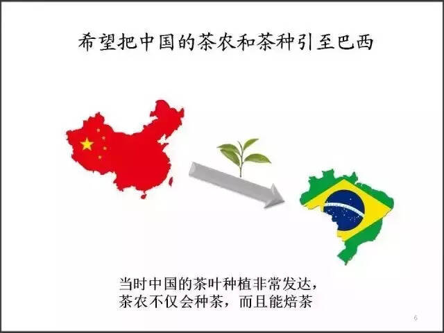 大事件 || 中国茶与巴西梦