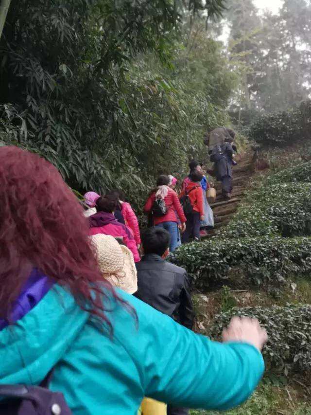 好嗨哟！山西阳泉代表团在四川蒙顶山这样茶旅游学