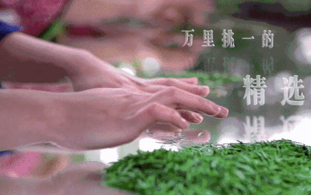 早春时节，与蔡澜论道，入川寻一杯上品绿茶