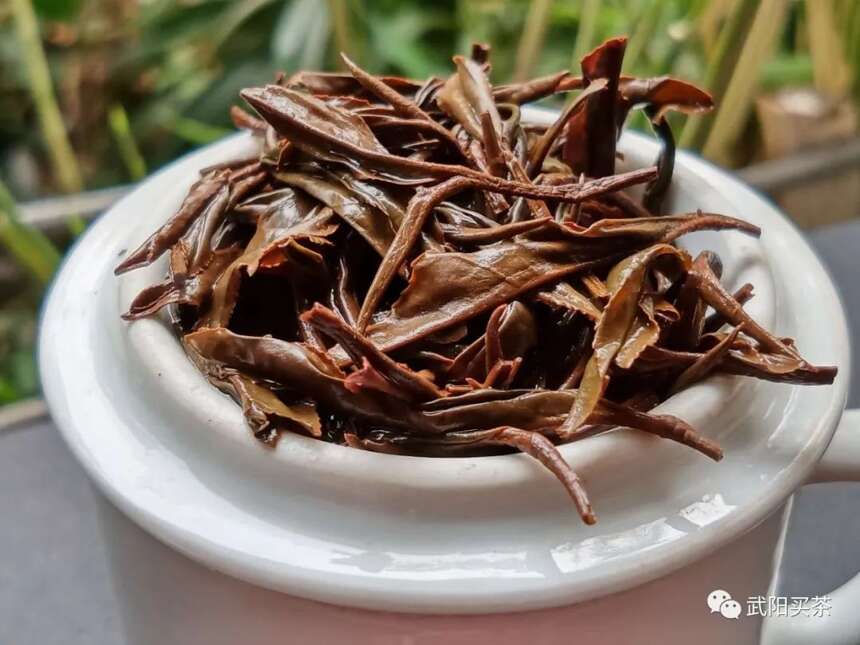 川红1951-1987 ▎四川红茶崛起之红茶新品种简介