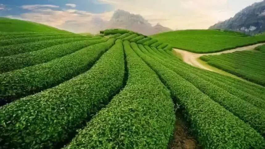 2017年 中国茶叶产量255万吨，世界第一—2017年全球茶叶市场概况