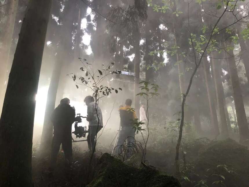 《江油江子崖茶》宣传预告片出炉，带你进入神秘悬崖野茶世界