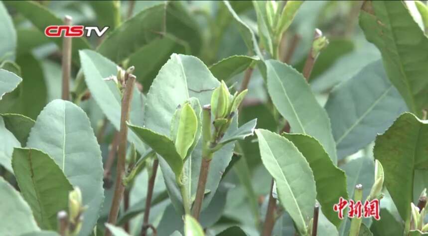 疫情下西湖龙井茶遇人工成本增加 茶商称或影响春茶价格