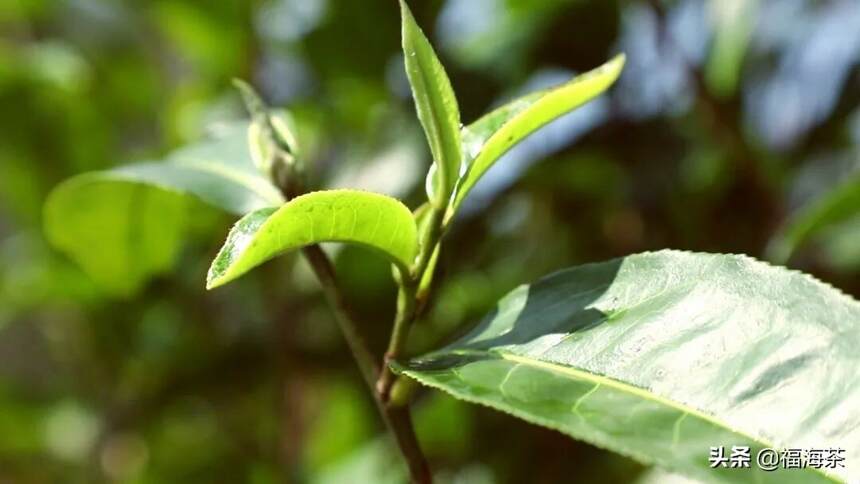 福海讲堂 | 天养地孕，揭秘有机茶的生长
