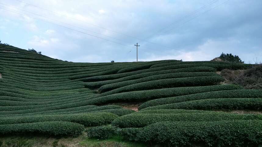 茶商这么说，你懂吗？武夷岩茶不同山场如何区分！