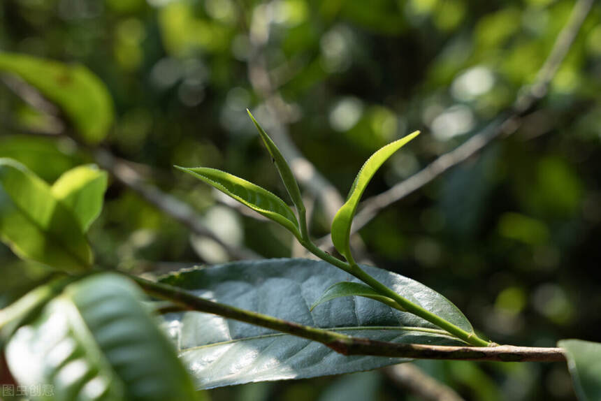 2021春茶采摘时间表，绿茶、白茶、红茶、岩茶、普洱...