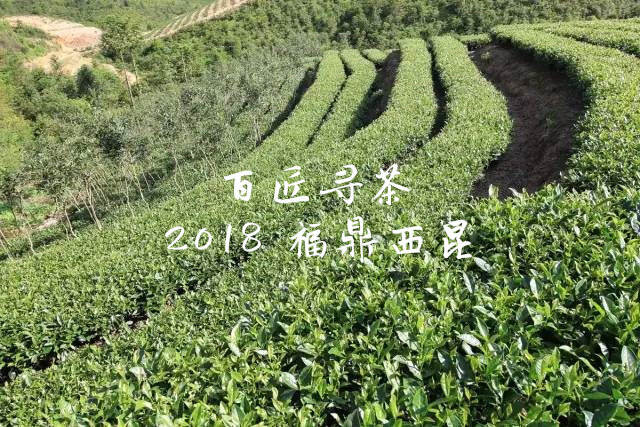 管阳西昆，白茶与儒家数百年相融，历经岁月，传承古老的白茶精神