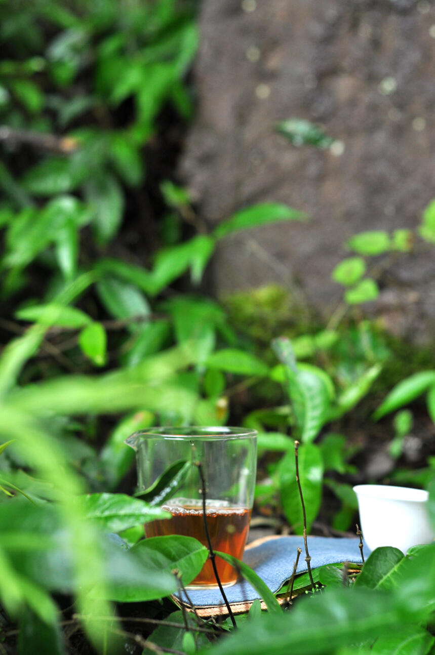 武夷岩茶丨新茶什么时候上市？