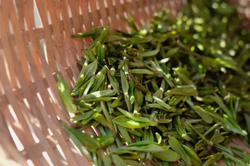 春茶季丨新白茶值得买嘛？买多了囤在家里，会不会浪费？