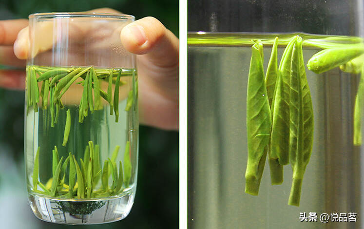 竹叶青绿茶可以放进冰箱里面保存吗？可以放多长时间？
