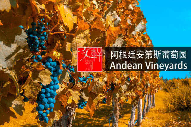 阿根廷圣玛皇冠红葡萄酒，Andean Vineyards红酒庄