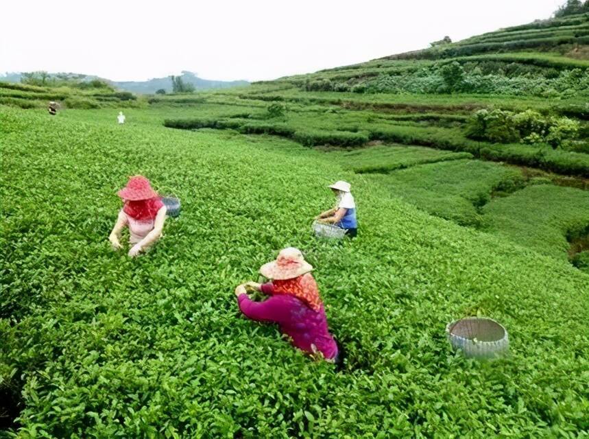 福鼎白茶：高山白茶与平地茶，到底有多大区别？