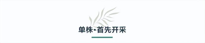 2022·小茶控单株开采日 预售开启