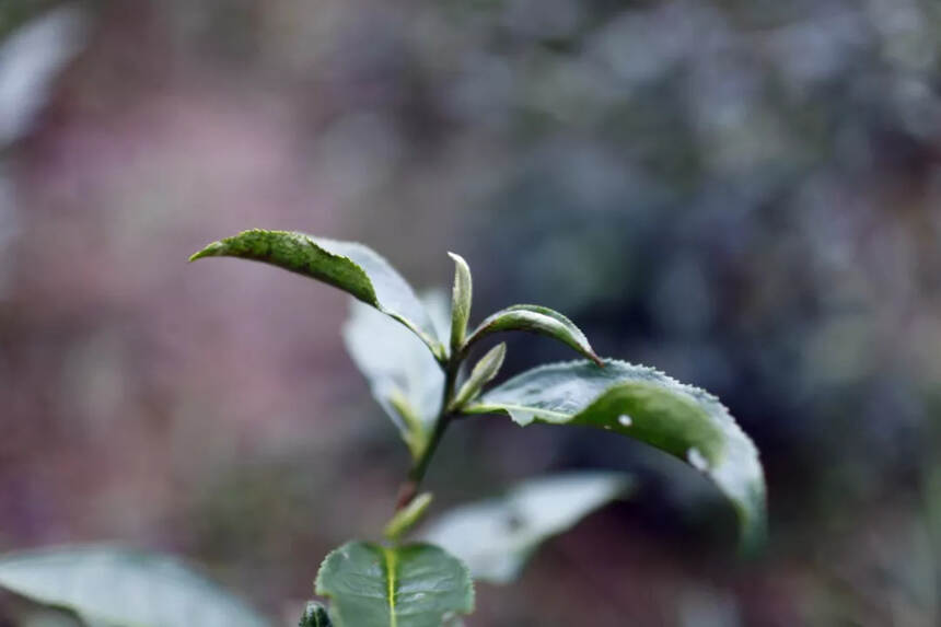 今年春季的荒野白茶走势如何？行情和品质是否受影响？