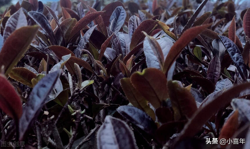 涨知识时间到：茶树上不只长绿叶，还会长紫叶？