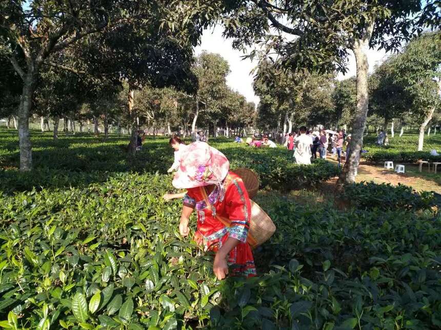 景谷秧塔大白茶介绍，大白茶始祖的发源地