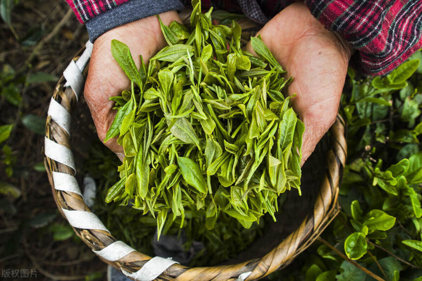 2021春茶采摘时间表，绿茶、白茶、红茶、岩茶、普洱...