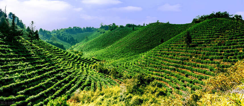 中国茶叶四大产区 | 地理位置、自然条件、茶树品种、代表茶叶一览