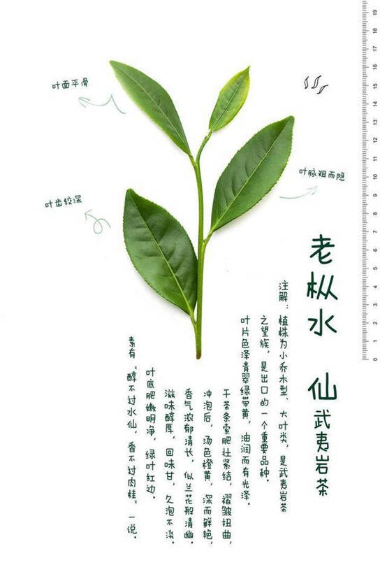 武夷岩茶的至宝-老枞水仙