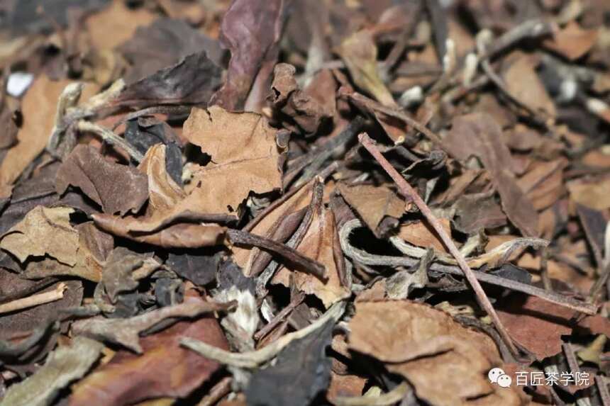 冬日福鼎白茶保存禁忌，几个不经意的小动作，是白茶变质的元凶