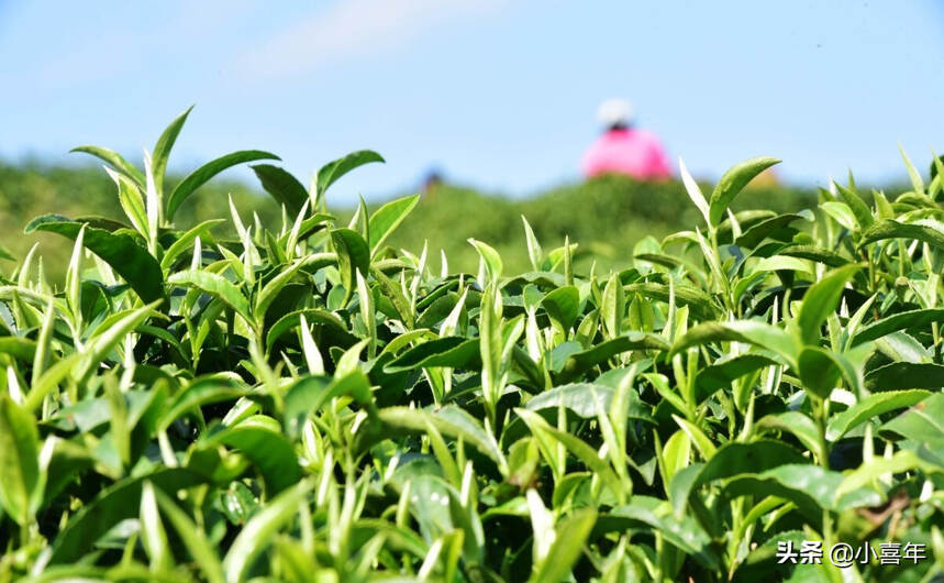 一年之计在于春，你期待春天的第一杯新茶吗？