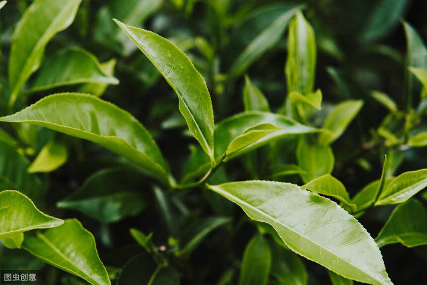 古树茶知识：普洱茶茶树树龄基本区分