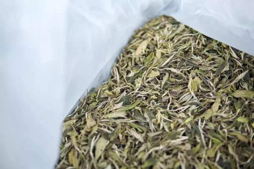 茶友收藏的福鼎老白茶叶片特别容易破碎，是品质不好吗？