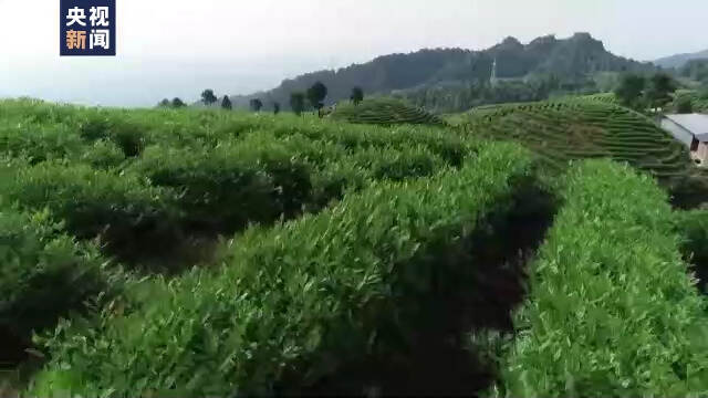 陆羽茶交所快讯丨产销两旺！我国茶产业全年销售额预计超3000亿元