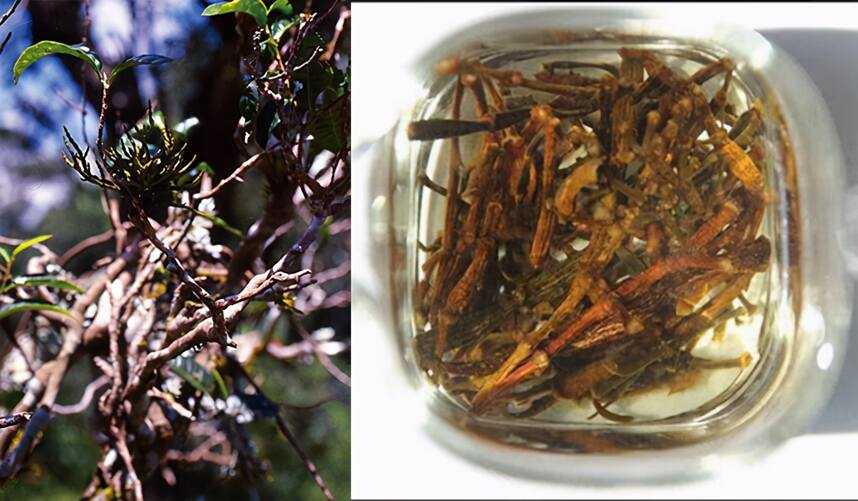 寄生在百年古茶树上的“螃蟹脚”为何物？与古树普洱茶是绝配