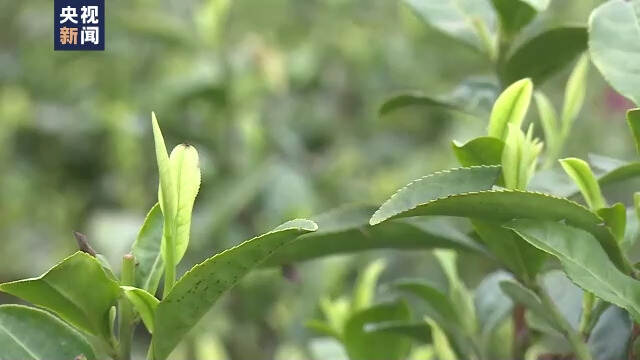 陆羽茶交所快讯丨产销两旺！我国茶产业全年销售额预计超3000亿元