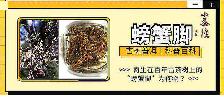 寄生在百年古茶树上的“螃蟹脚”为何物？与古树普洱茶是绝配