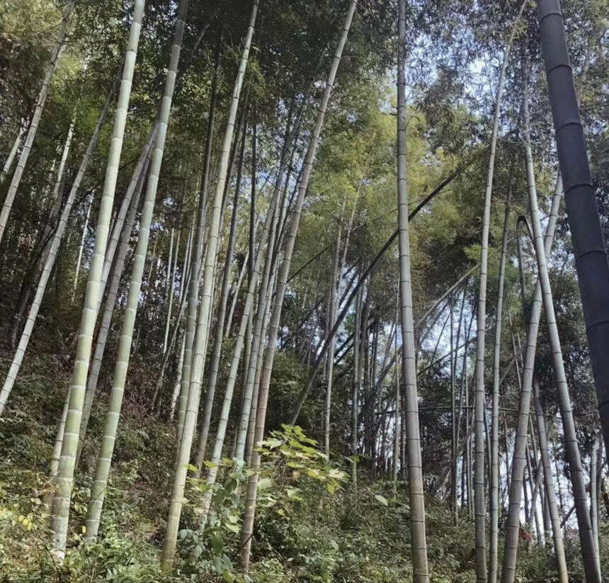 滑竹梁子古茶树，高海拔的山野美韵