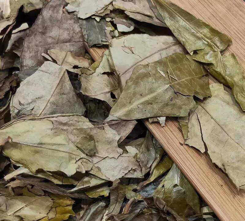 福鼎白茶的荒野冬片是什么茶？到底有多好喝？