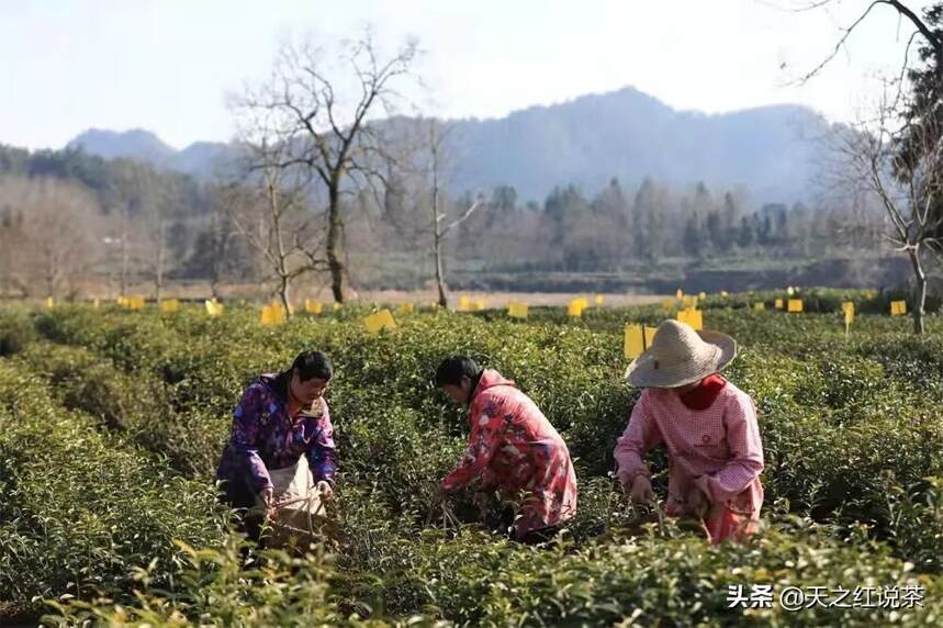 打造“中国名茶之都 黄山”，我们怎么做？